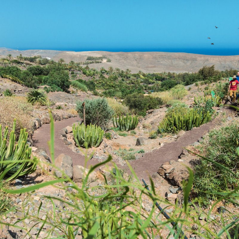 Oasis Wildlife Fuerteventura